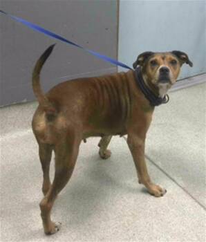 LOVEBUG -  Boxer and Mixed Breed Dog for Adoption in Tallahassee, Florida - LOVEBUG | PetCurious
