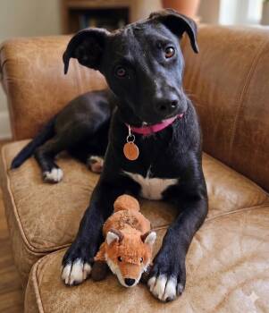 Dolly -  Labrador Retriever and Mixed Breed Dog for Adoption in Crown Point, Indiana - Dolly | PetCurious