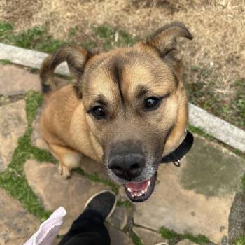 German Shepherd Dog Dogs Available for Adoption in Cumming, Georgia - Chance  | PetCurious