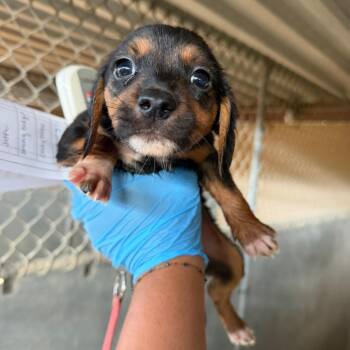 Jammy Dodger -  Shepherd and Mixed Breed Dog for Adoption in Edinburg, Texas - Jammy Dodger | PetCurious