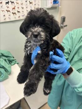 Rescue Australian Cattle Dog Blue Heeler and Mixed Breed Dogs for Adoption in Loveland, Colorado - APPLE | PetCurious