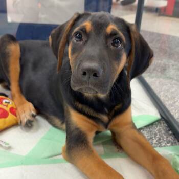 Black And Tan Coonhound and Labrador Retriever Dogs Available for Adoption - Cleveland | PetCurious