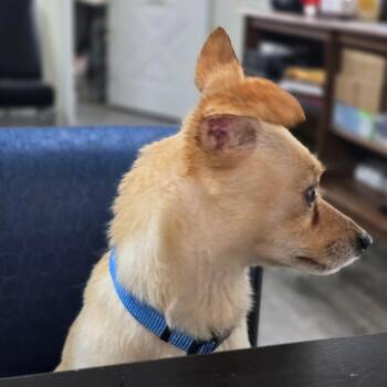 Chihuahua Dogs Available for Adoption in Holton, Kansas - HAUNS | PetCurious