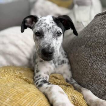 Porsche (Seattle, WA) -  Australian Cattle Dog Blue Heeler Dog for Adoption in Mount Vernon, Washington - Porsche (Seattle, WA) | PetCurious