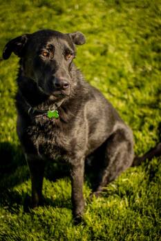 Rescue Mixed Breed Dogs for Adoption in Sioux Falls, South Dakota - Meesha | PetCurious