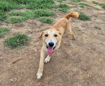 Sheriff Woody Pride -  Labrador Retriever and Golden Retriever Dog for Adoption in Metairie, Louisiana - Sheriff Woody Pride | PetCurious