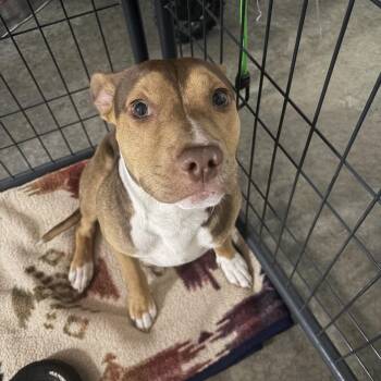 Boris -  Beagle and Pit Bull Terrier Dog for Adoption in Seneca, Pennsylvania - Boris | PetCurious
