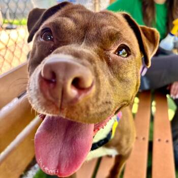 Mixed Breed Dogs Available for Adoption in Parkersburg, West Virginia - Lucy Chen | PetCurious