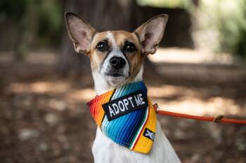 Kamila -  Terrier and Chihuahua Dog for Adoption in Santa Rosa, California - Kamila | PetCurious