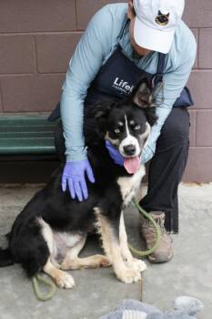 Mixed Breed Dogs Available for Adoption in Chamblee, Georgia - Tinto | PetCurious