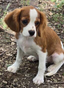 Gracie -  Cavalier King Charles Spaniel Dog for Adoption in Overland Park, Kansas - Gracie | PetCurious