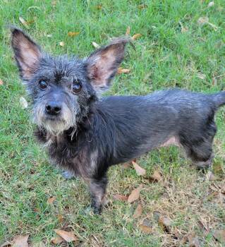 Rescue Terrier Dogs for Adoption in Houston, Texas - Bunny | PetCurious