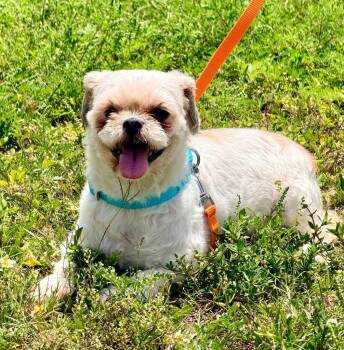Shih Tzu and Mixed Breed Dogs Available for Adoption in Cape Coral, Florida - Belladonna | PetCurious
