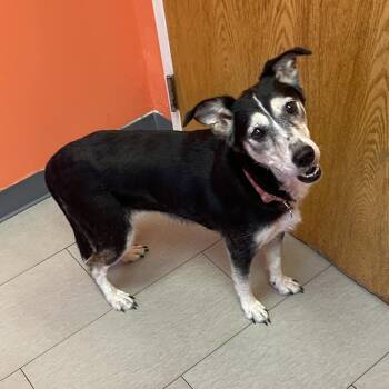 Angel -  Mixed Breed Dog for Adoption in Newark, New Jersey - Angel | PetCurious