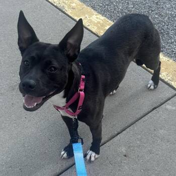 Mixed Breed Dogs Available for Adoption in Pittsburgh, Pennsylvania - Millie | PetCurious