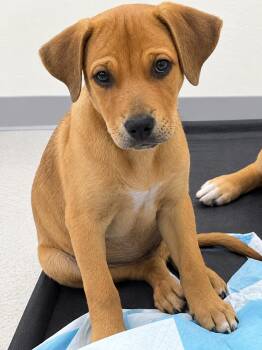 Hiro -  Retriever and Shepherd Dog for Adoption in Longmont, Colorado - Hiro | PetCurious