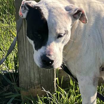 Patches -  Pit Bull Terrier Dog for Adoption in Elkton, Michigan - Patches | PetCurious