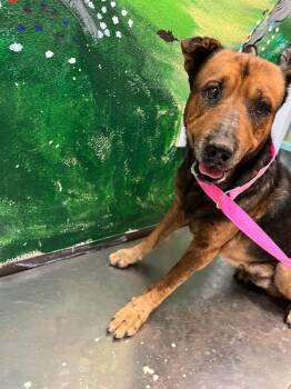 Chong (582 Tammarock #1) -  German Shepherd Dog Dog for Adoption in New Braunfels, Texas - Chong (582 Tammarock #1) | PetCurious