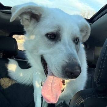 Great Pyrenees and Husky Dogs Available for Adoption - Todd D2604 | PetCurious