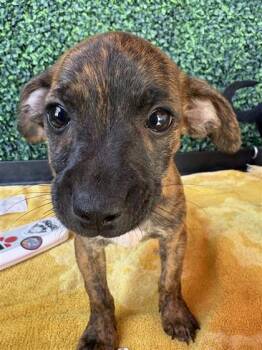 61571658 -  Mixed Breed Dog for Adoption in El Paso, Texas - 61571658 | PetCurious