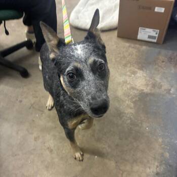 Mouse -  Australian Cattle Dog Blue Heeler Dog for Adoption in Corbin, Kentucky - Mouse | PetCurious
