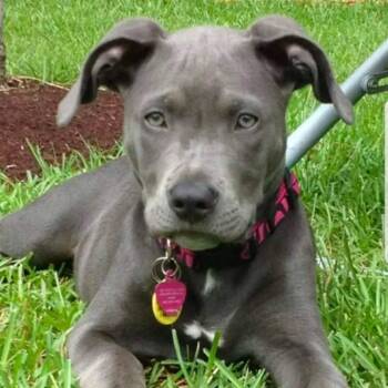 American Staffordshire Terrier Dogs Available for Adoption in Wando, South Carolina - Rue | PetCurious