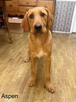 Aspen AA in MS -  Labrador Retriever and Standard Poodle Dog for Adoption in Warwick, Rhode Island - Aspen AA In MS | PetCurious