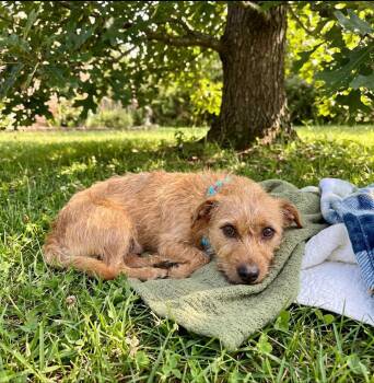 Teddy -  Terrier Dog for Adoption in Littleton, Colorado - Teddy | PetCurious