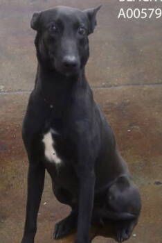 Rescue Shepherd Dogs for Adoption in Broomfield, Colorado - Big Betta | PetCurious