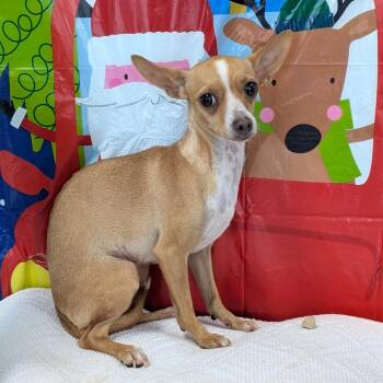 Doodle -  Chihuahua Dog for Adoption in St. Augustine, Florida - Doodle | PetCurious