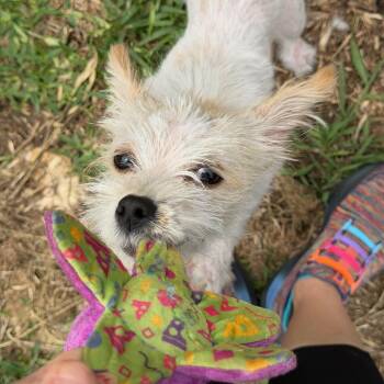 Kiki the sweet tiny low-rider -  West Highland White Terrier Westie and Cairn Terrier Dog for Adoption in Lockhart, Texas - Kiki The Sweet Tiny Low-rider | PetCurious