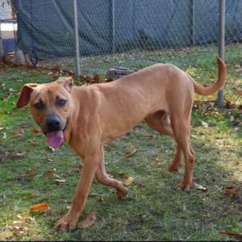 Black Mouth Cur Dogs Available for Adoption in Williston, Vermont - Dwight | PetCurious