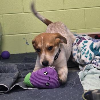 Teddy Roosevelt -  English Coonhound Dog for Adoption in Newport, Tennessee - Teddy Roosevelt | PetCurious