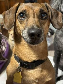 Chucky -  Dachshund and Afghan Hound Dog for Adoption in Temple, Texas - Chucky | PetCurious