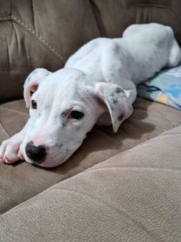 Oliver -  Mixed Breed Dog for Adoption in Bay City, Michigan - Oliver | PetCurious