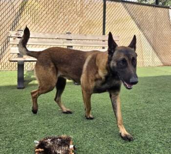 Belgian Shepherd Malinois Dogs Available for Adoption - BULLITT | PetCurious