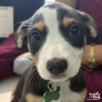 Spaniel Dogs Available for Adoption in Washington, District Of Columbia - Christa | PetCurious