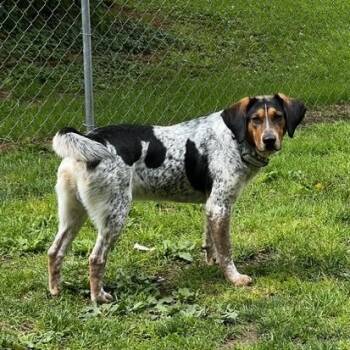 Hound Dogs Available for Adoption in West Jefferson, Ohio - Jaxx - In Foster | PetCurious