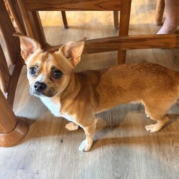 Ryder -  Mixed Breed Dog for Adoption in Cashmere, Washington - Ryder | PetCurious