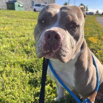 Rapunzel -  Pit Bull Terrier and Mixed Breed Dog for Adoption in Matteson, Illinois - Rapunzel | PetCurious