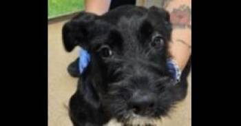 August (Augustus) -  Labrador Retriever and Terrier Dog for Adoption in Dallas, Texas - August (Augustus) | PetCurious