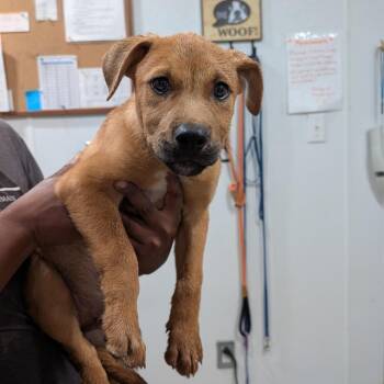 Chocolate Labrador Retriever and German Shepherd Dog Dogs Available for Adoption in Buchanan Dam, Texas - Pistachio | PetCurious
