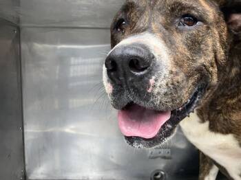 LUCKY -  Mixed Breed Dog for Adoption in Dallas, Texas - LUCKY | PetCurious