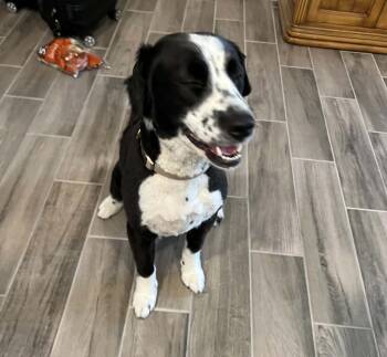 Indy- COURTESY LISTING -  Border Collie Dog for Adoption - Indy- COURTESY LISTING | PetCurious