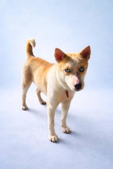 Shiba Inu Dogs Available for Adoption - Redmond | PetCurious