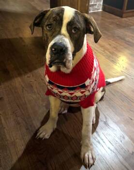 Mastiff and Pit Bull Terrier Dogs Available for Adoption in Savannah, Georgia - Cupid | PetCurious