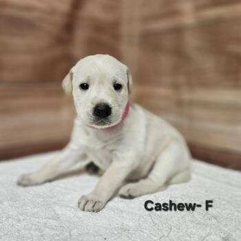 Labrador Retriever and Golden Retriever Dogs Available for Adoption in Griswold, Connecticut - Cashew | PetCurious