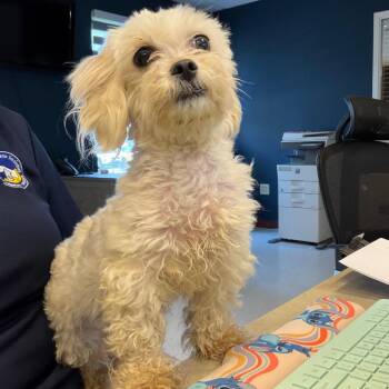 Mixed Breed Dogs Available for Adoption in Newark, New Jersey - Kordia | PetCurious