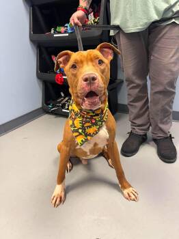 Doobie -  Terrier Dog for Adoption in Zanesville, Ohio - Doobie | PetCurious