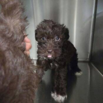Female Puppy 1 (6191) -  Miniature Poodle Dog for Adoption in Fairfax Station, Virginia - Female Puppy 1 (6191) | PetCurious